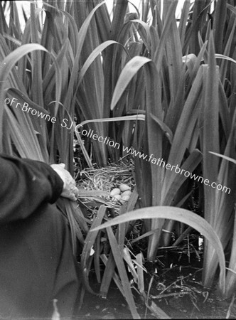 SWAN'S NEST WITH EGGS THROUGH REEDS